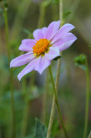 3G5A0263