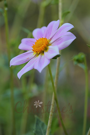 3G5A0263